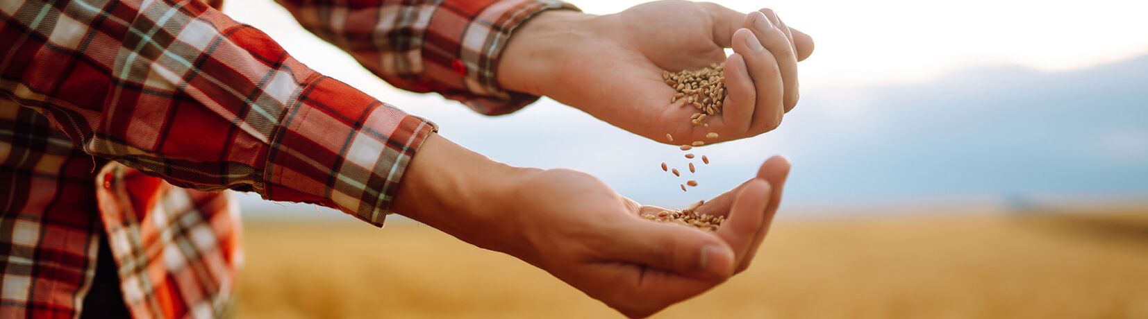 Bauer lässt Getreide durch Hände gleiten